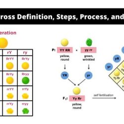 Dihybrid crosses gene linkage generation