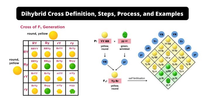 Dihybrid crosses gene linkage generation