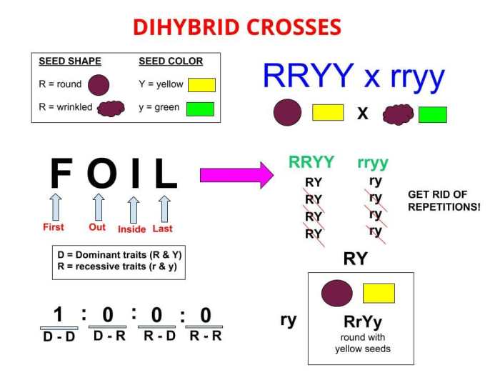 Genetic crosses that involve 2 traits