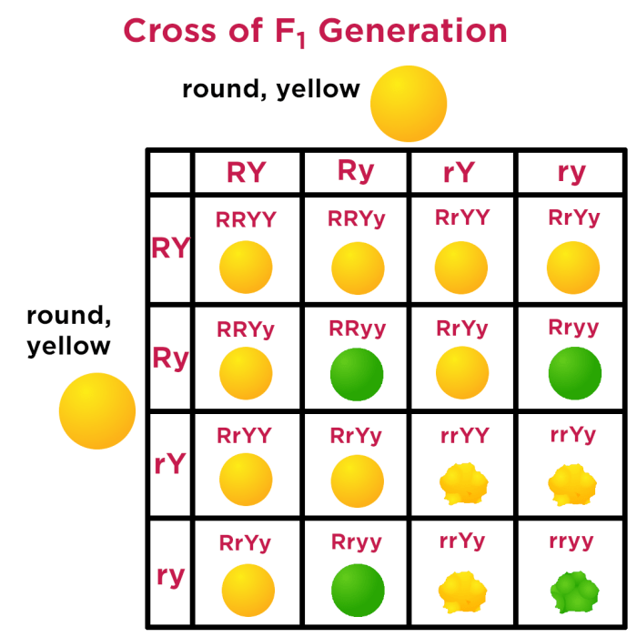 Genetic crosses that involve 2 traits