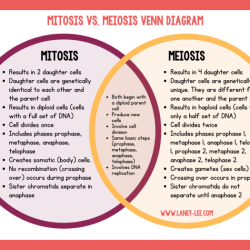 Mitosis diagram crossword answer key