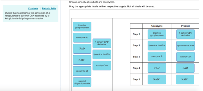 Coenzymes cofactors enzymes