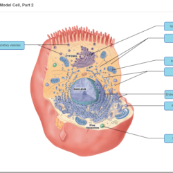 Art labeling activity figure 9.8 b