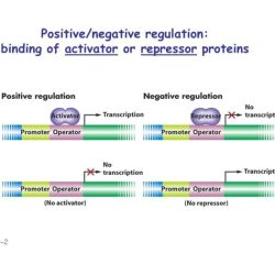 Ap bio chapter 10 reading guide