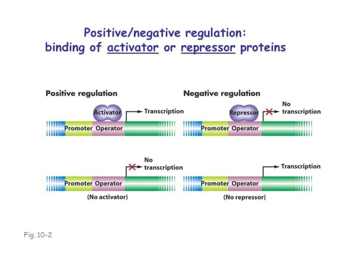 Ap bio chapter 10 reading guide