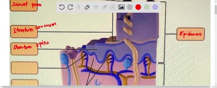 Labeling activity heart anatomy external overview posterior solved right transcribed problem text been show has answers