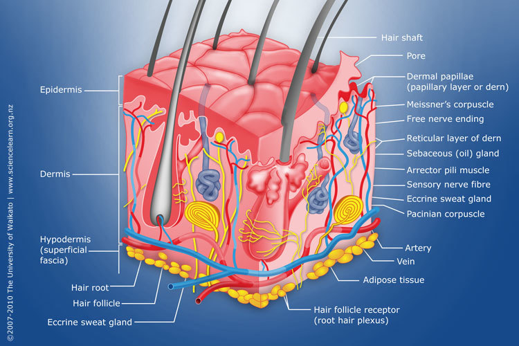 Art-labeling activity: basic anatomy of the skin