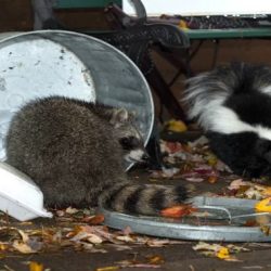 How should workers deter pests from outdoor dumpsters