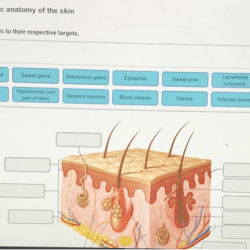 Art-labeling activity: basic anatomy of the skin