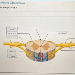 Spinal nerves cord sheet review