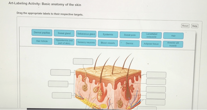 Art-labeling activity: basic anatomy of the skin