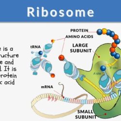 Ribosomes subunit large protein small synthesis nucleus made responsible proteins amino into acids during